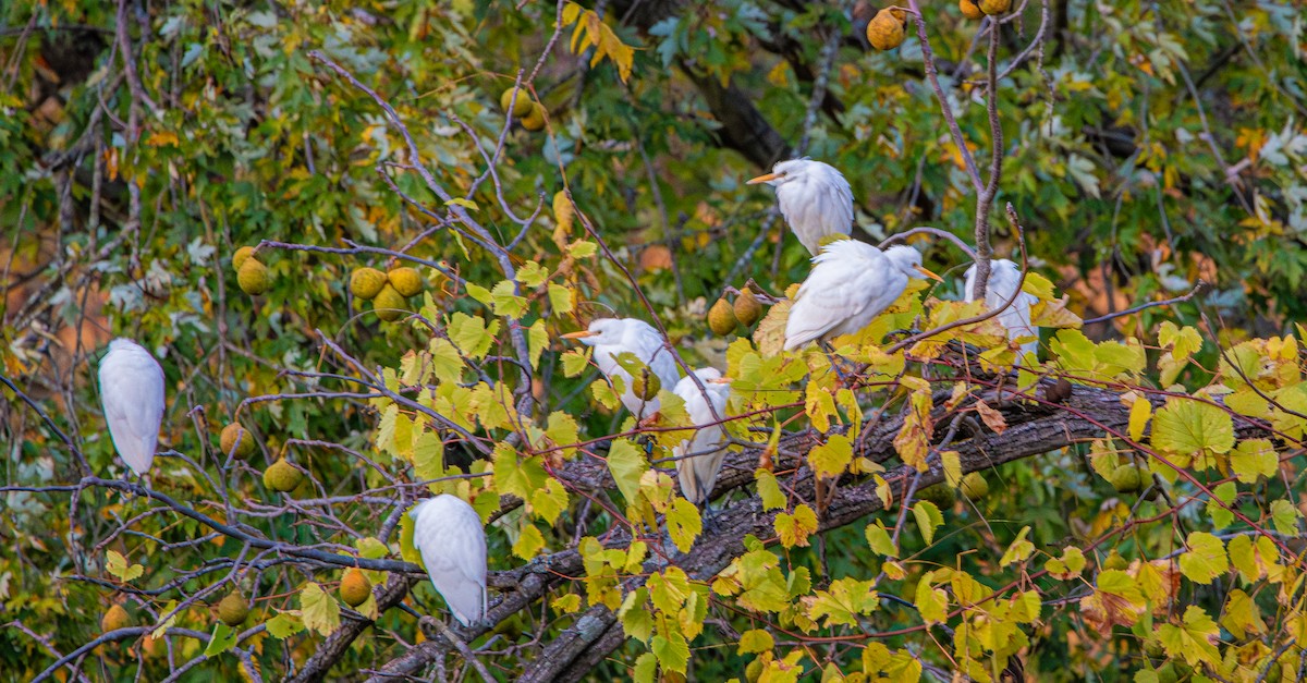 Western Cattle-Egret - ML644008267