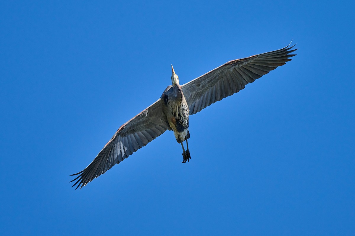 Great Blue Heron - ML644008273