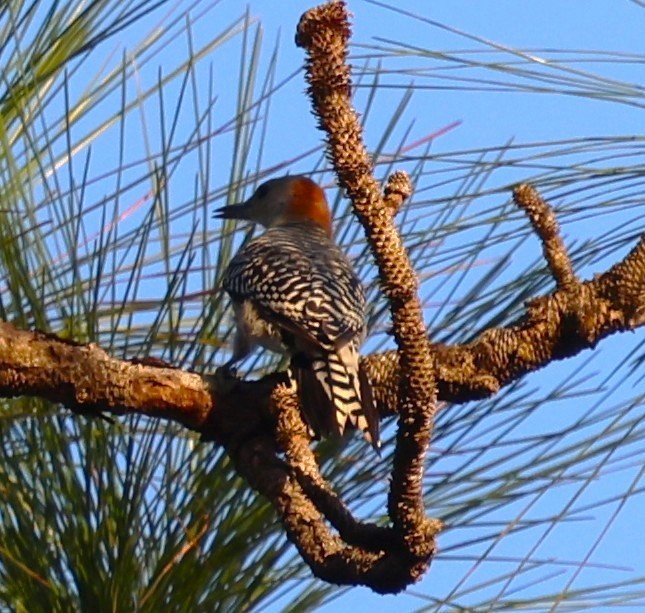 Red-bellied Woodpecker - ML644008276