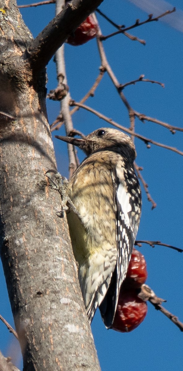 Желтобрюхий дятел-сокоед - ML644008278