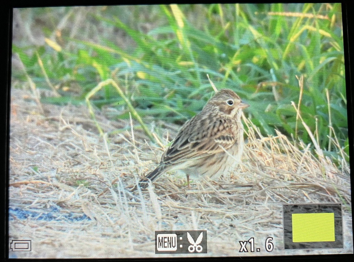 Vesper Sparrow - ML644008283