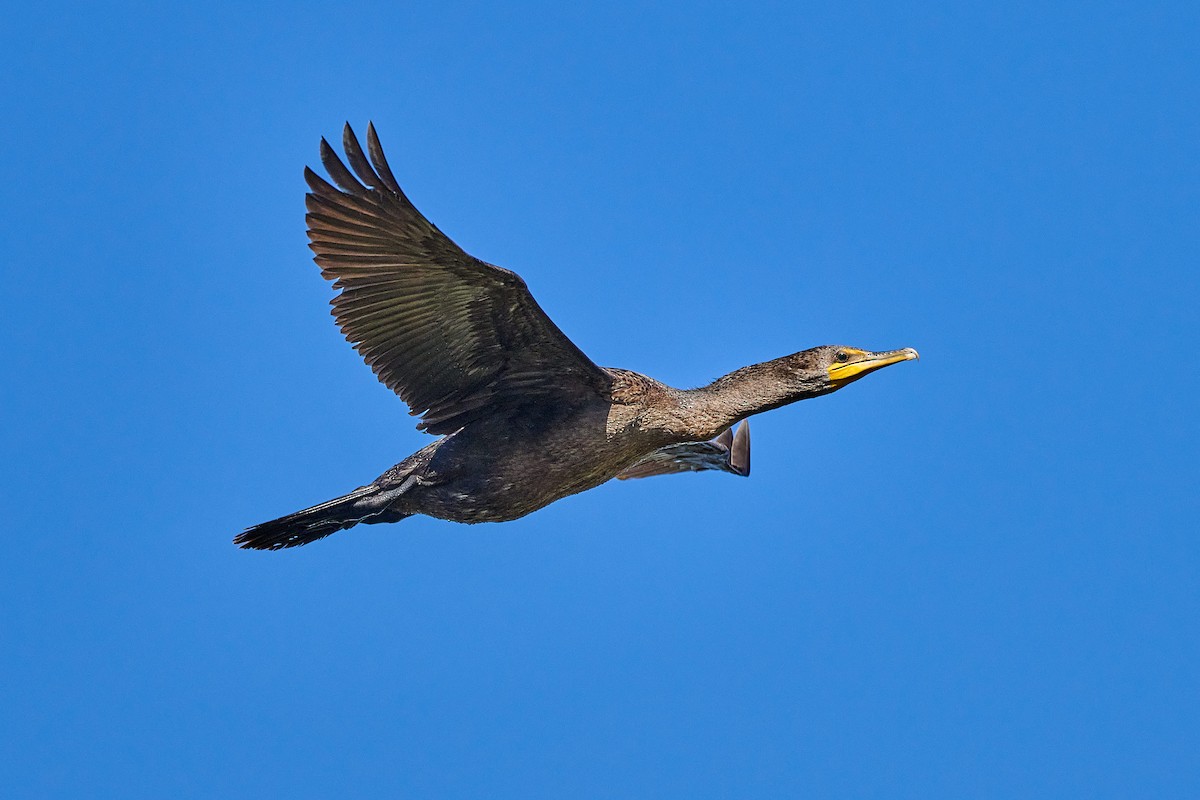 Double-crested Cormorant - ML644008291