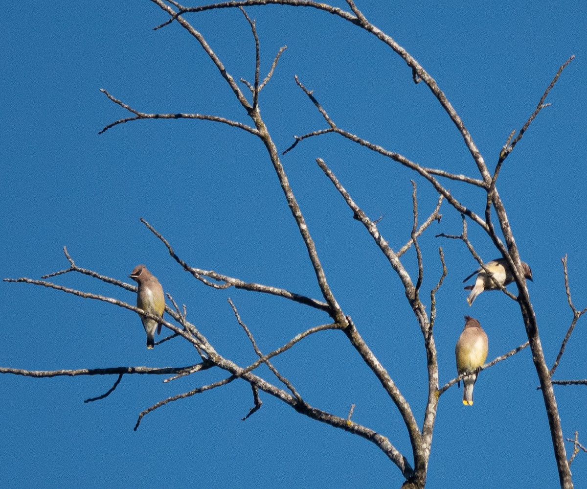 Кедровый свиристель - ML644008306