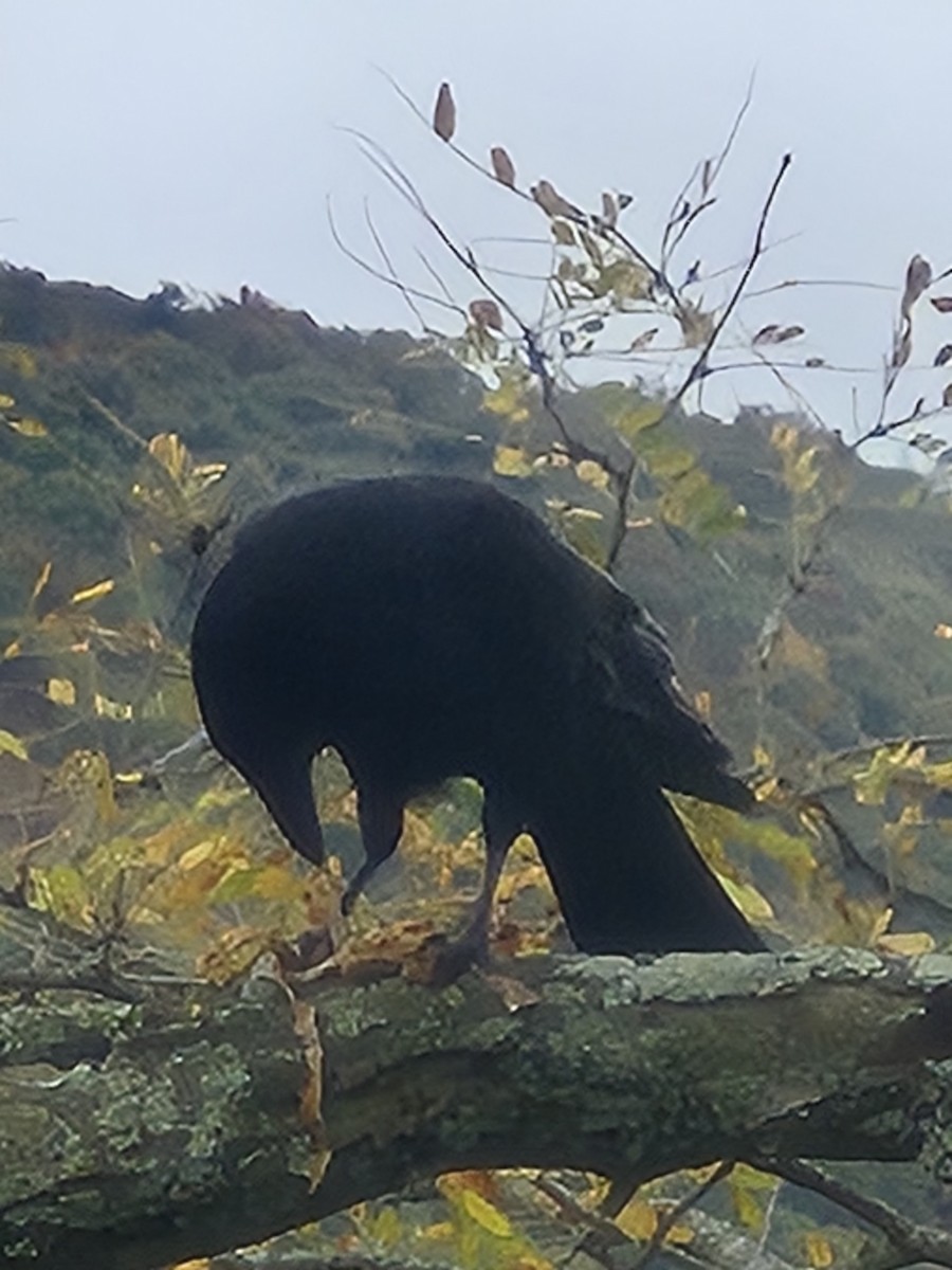 アメリカガラス - ML644008309