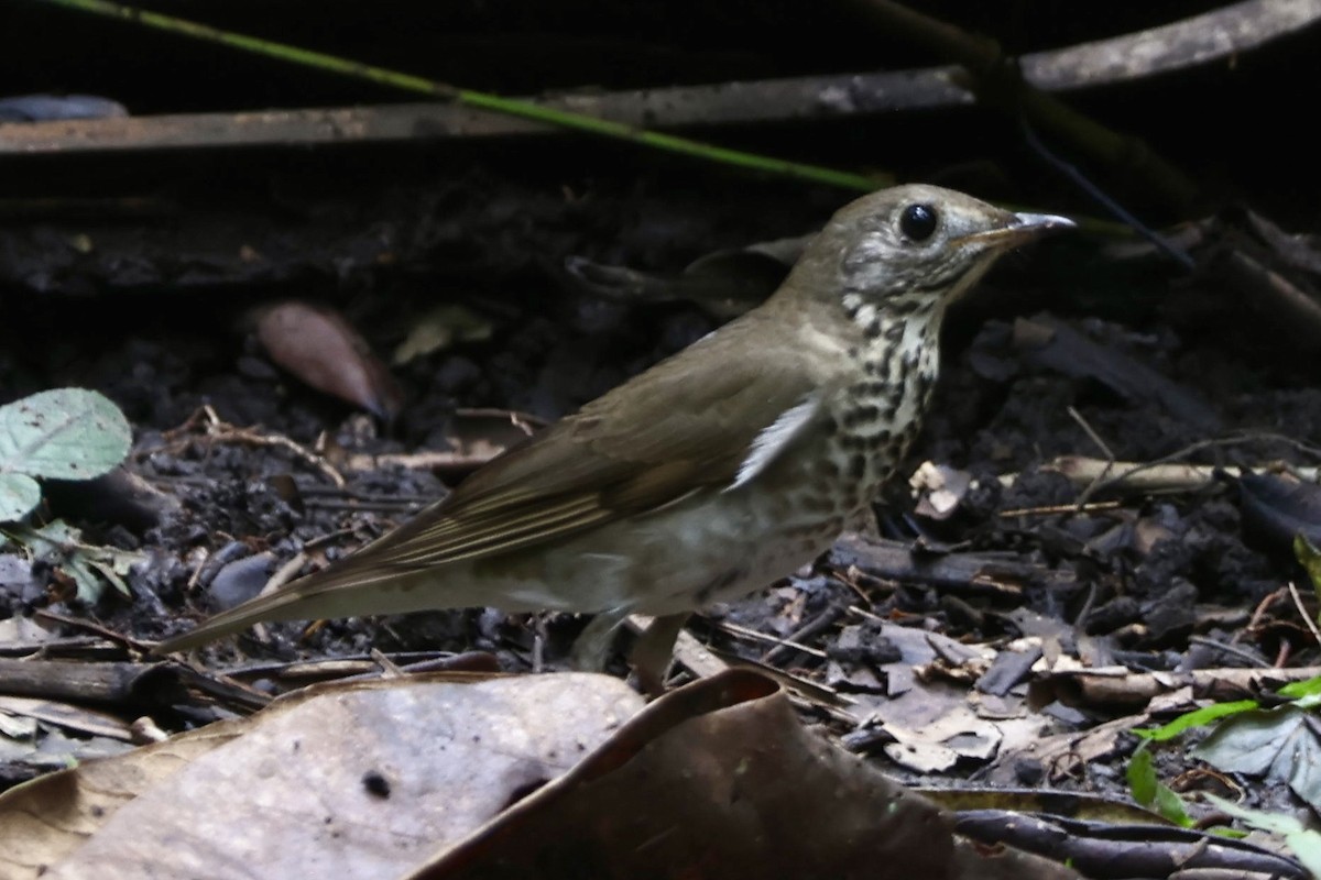 Gray-cheeked Thrush - ML644008337