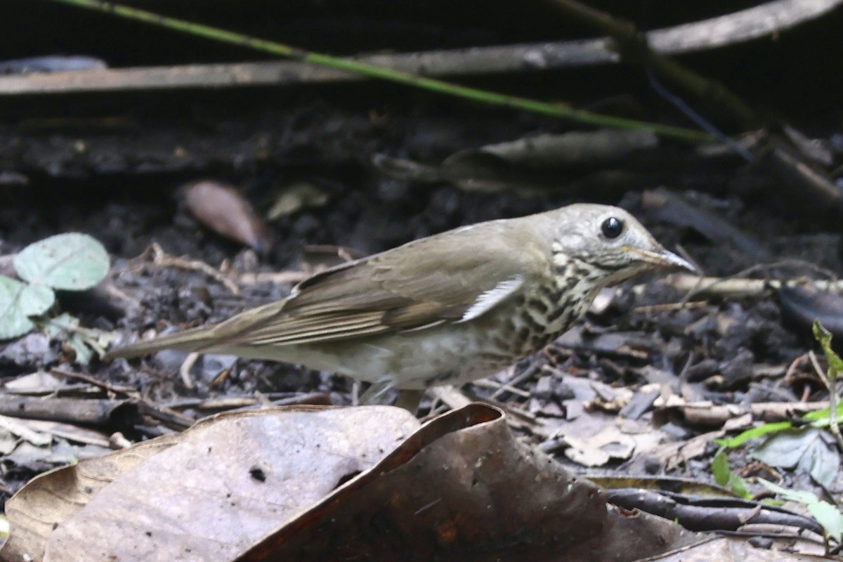 Gray-cheeked Thrush - ML644008338