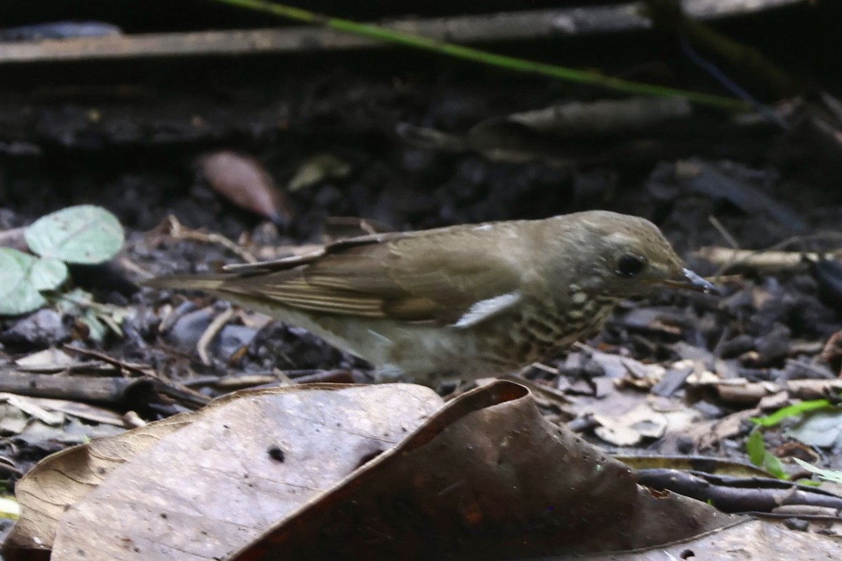 Gray-cheeked Thrush - ML644008339