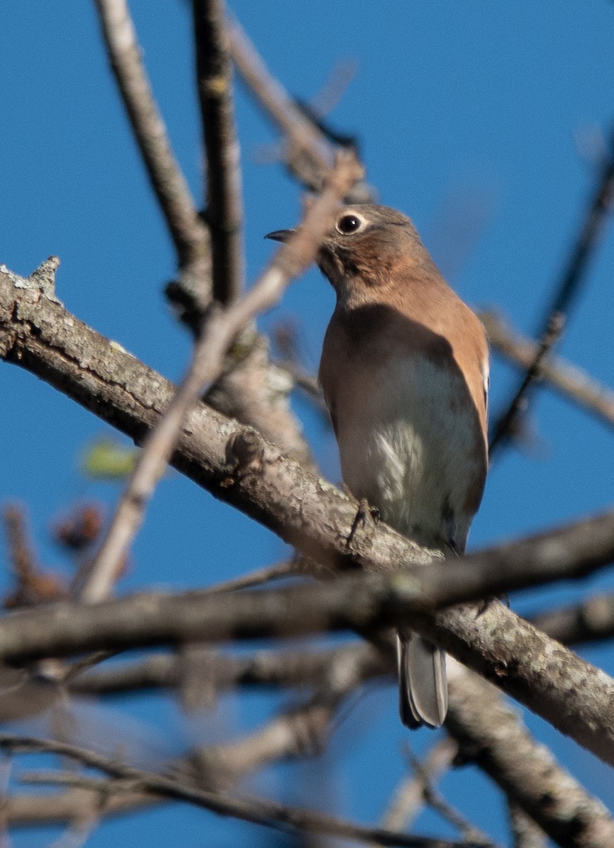 Восточная сиалия - ML644008345