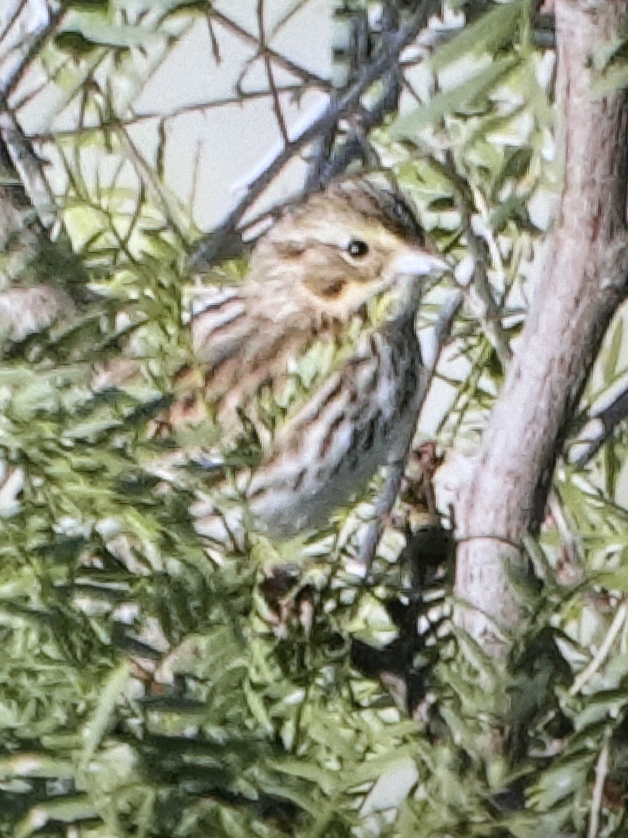 Savannah Sparrow - ML644008350