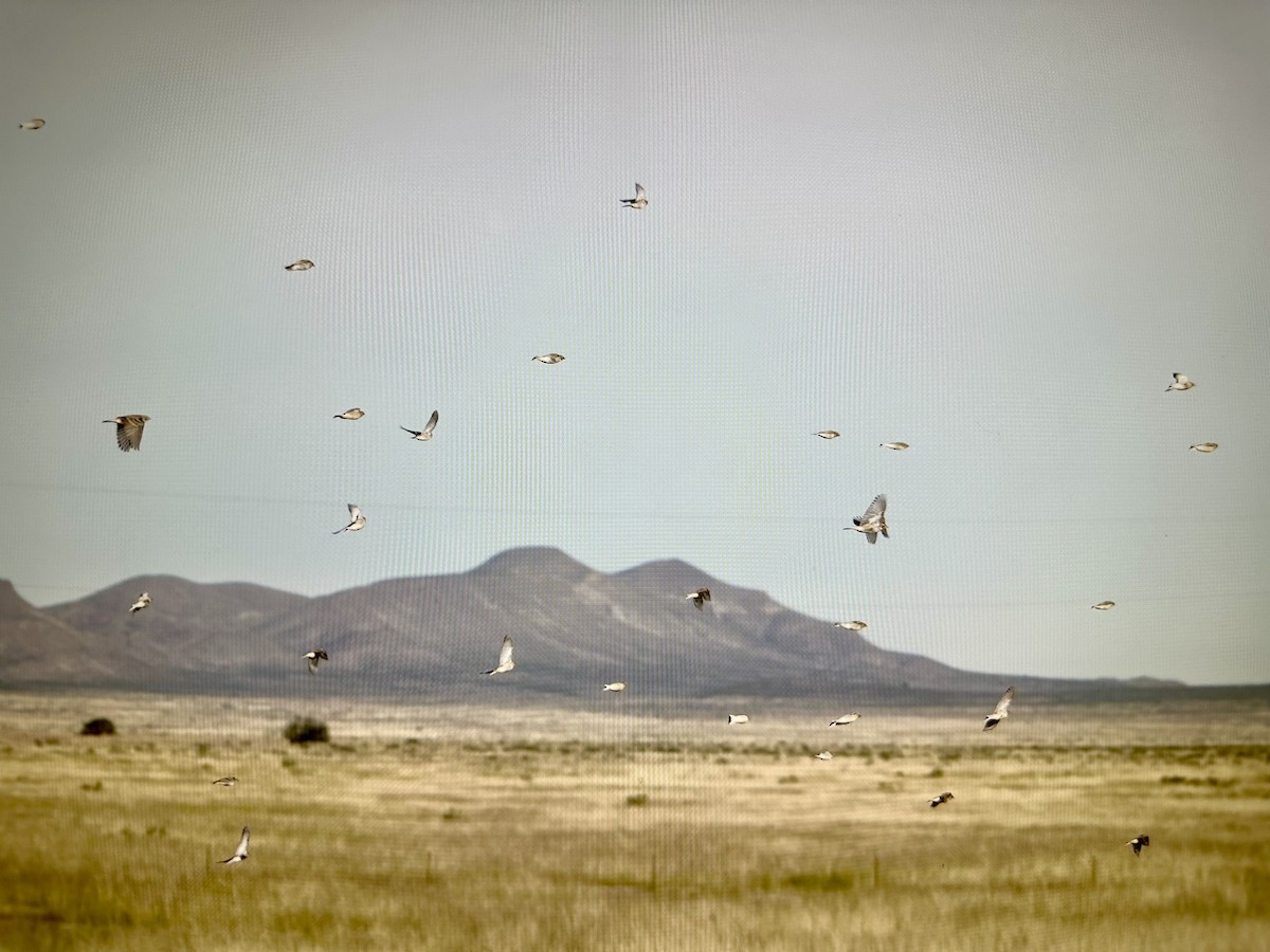 Thick-billed Longspur - ML644008369
