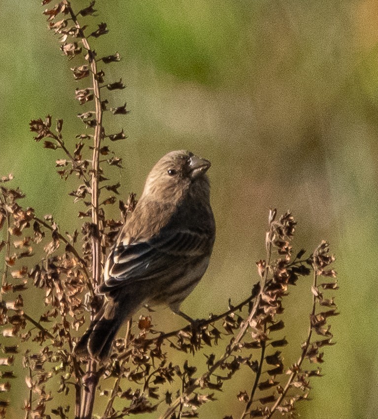 Мексиканская чечевица - ML644008373