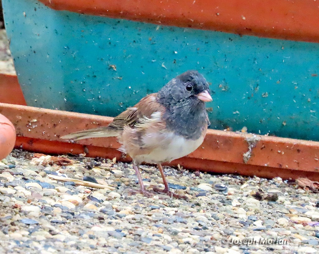 Dark-eyed Junco (Oregon) - ML644008378