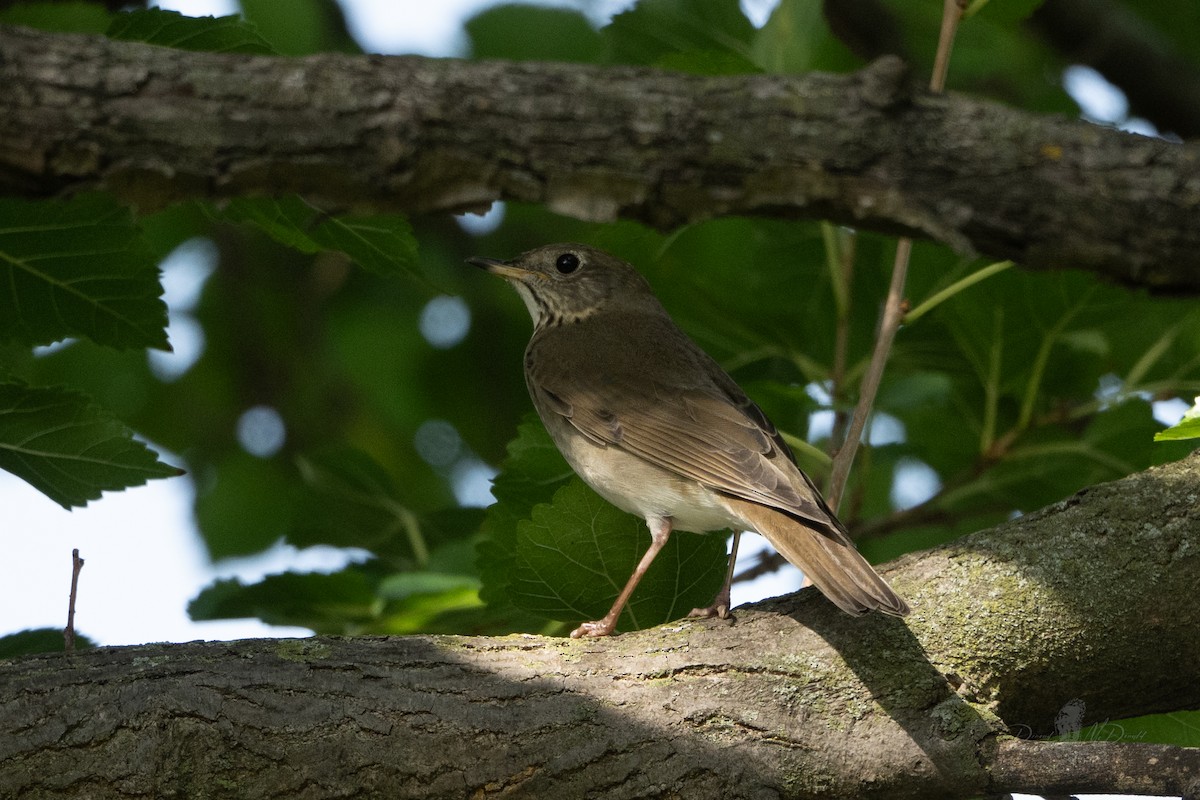 Gray-cheeked Thrush - ML644008382