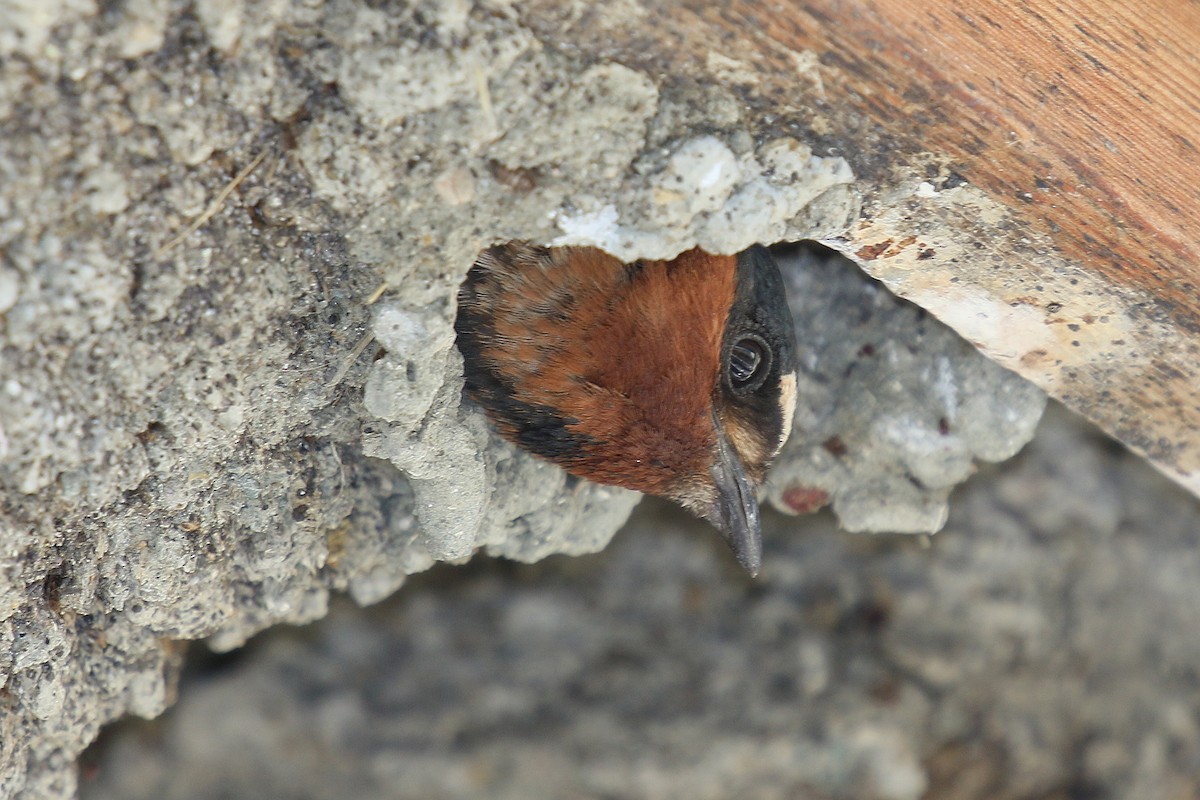Cliff Swallow - ML644008390