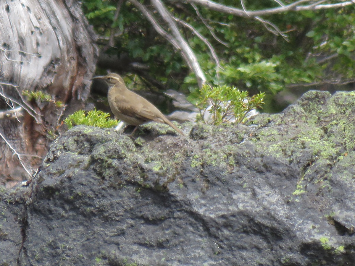 Patagonian Forest Earthcreeper - ML644008409