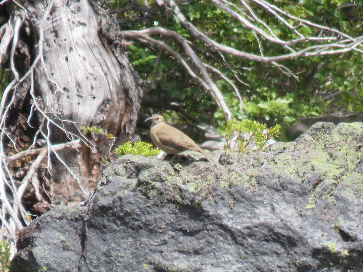 Patagonian Forest Earthcreeper - ML644008410