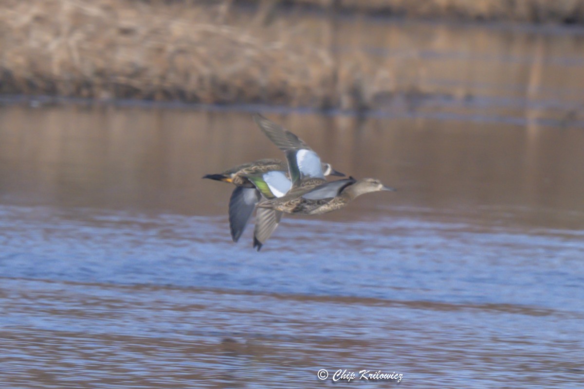 Blue-winged Teal - ML644008413