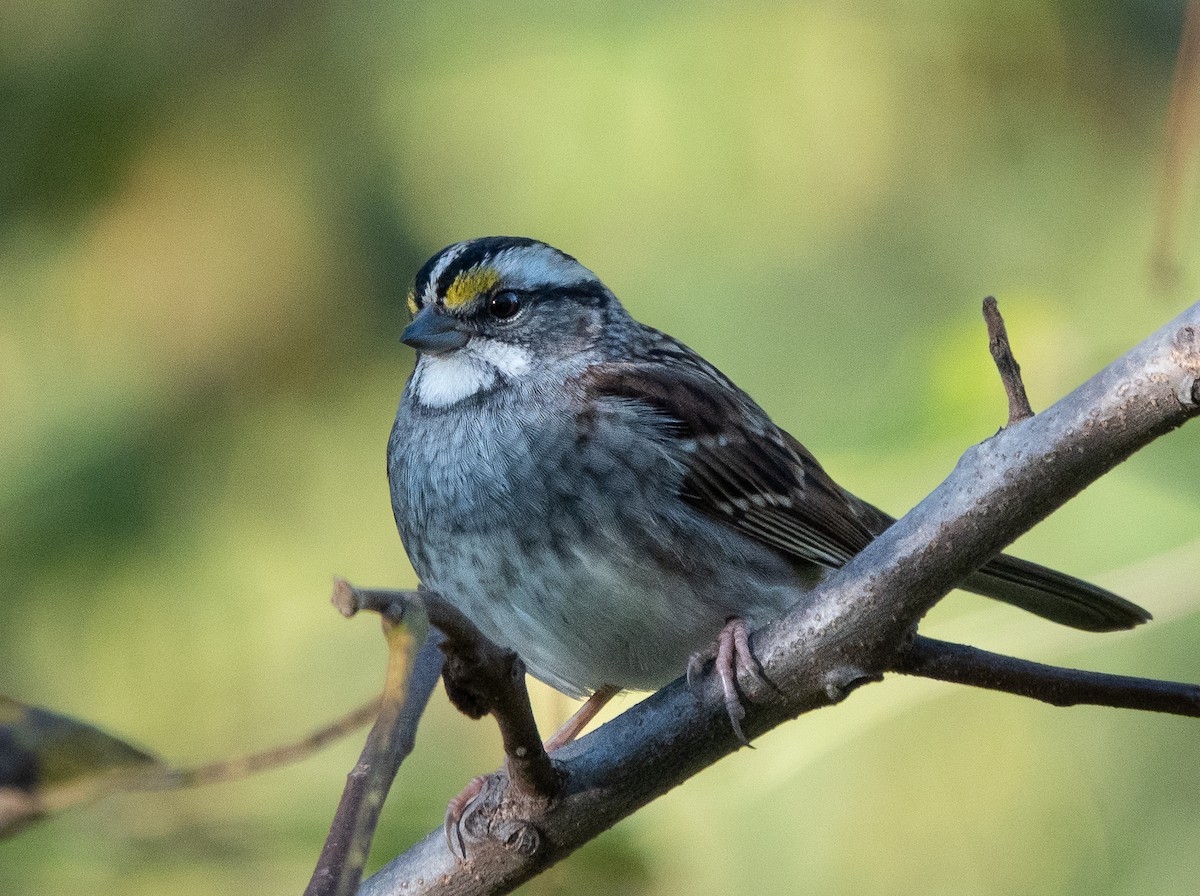 Белогорлая зонотрихия - ML644008418