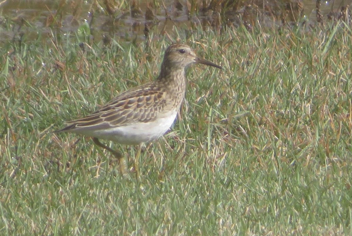 Pectoral Sandpiper - ML644008421