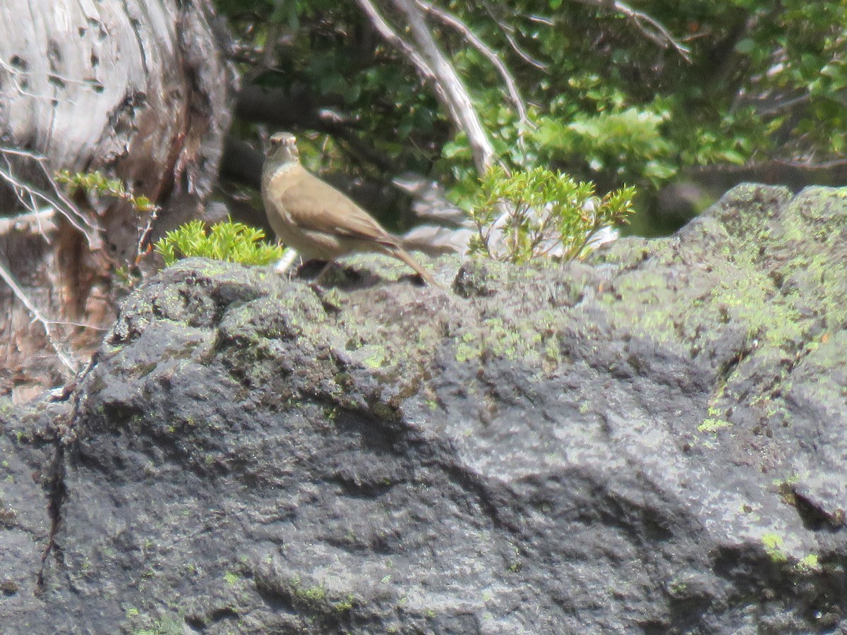 Patagonian Forest Earthcreeper - ML644008433