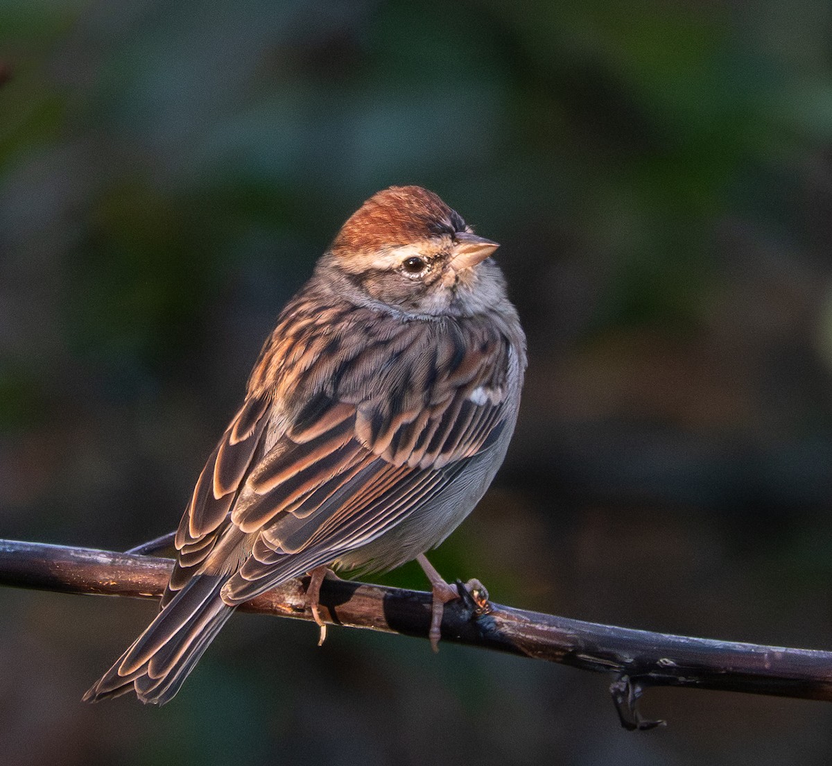 Малая воробьиная овсянка - ML644008455