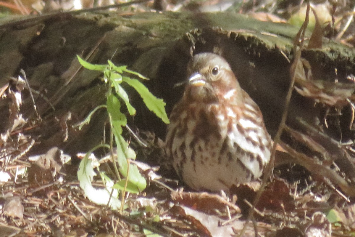Fox Sparrow - ML644008456