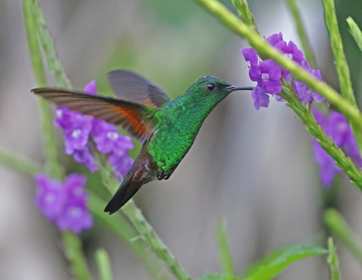 Амазилія-берил синьохвоста - ML644008485