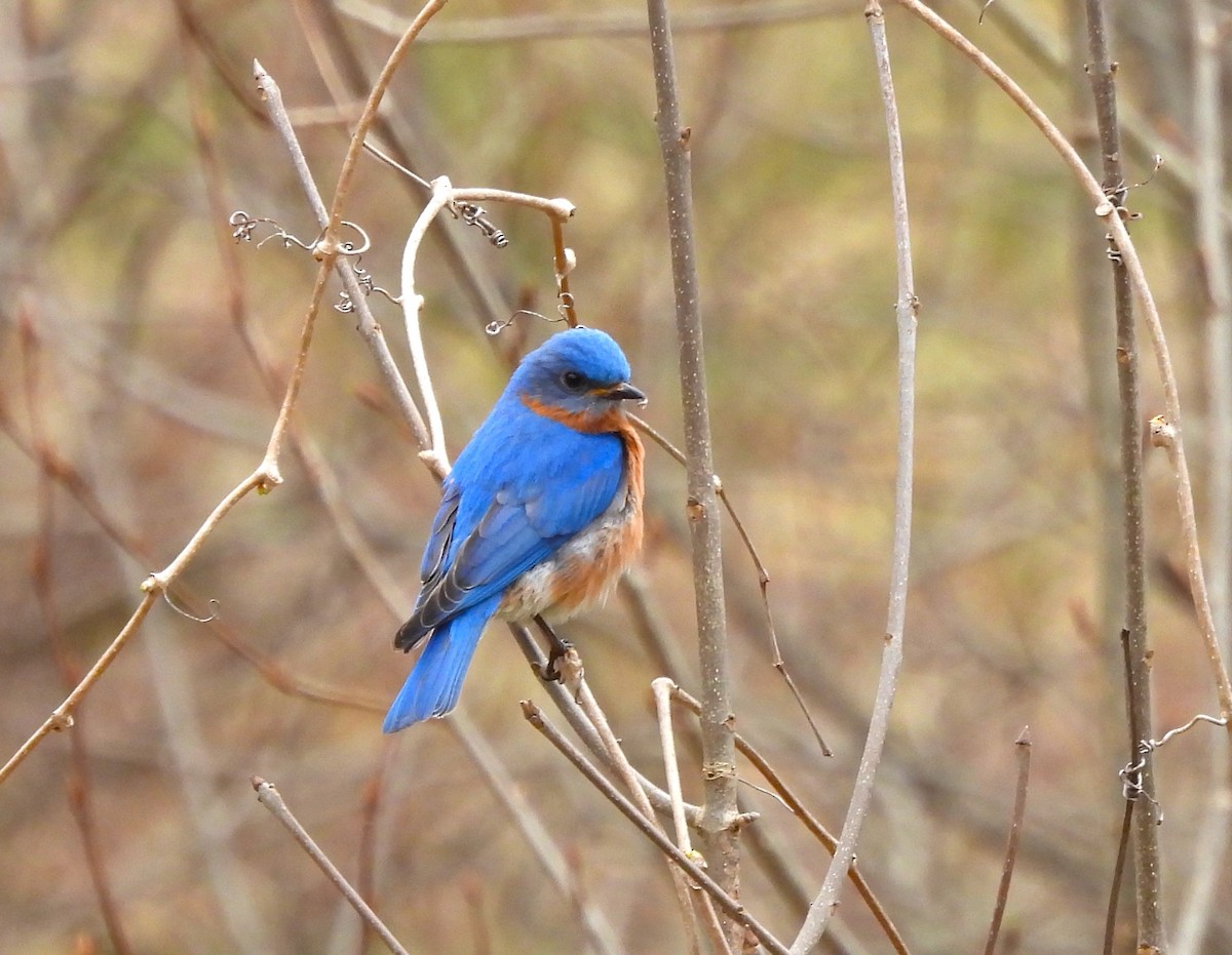Eastern Bluebird - ML644008487