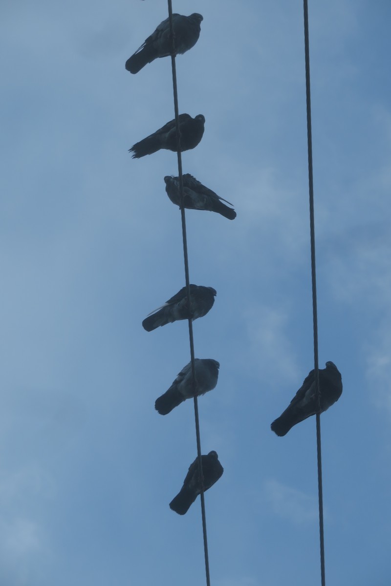 Rock Pigeon (Feral Pigeon) - ML644008544