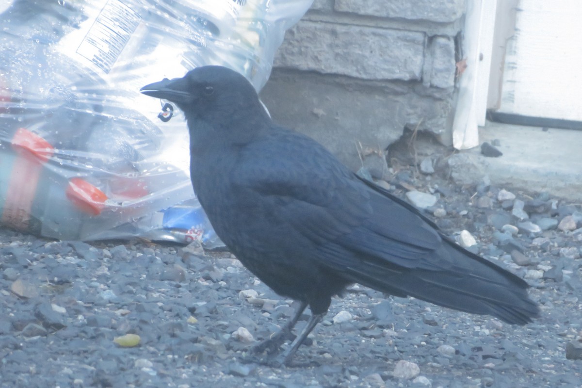 American Crow - ML644008588