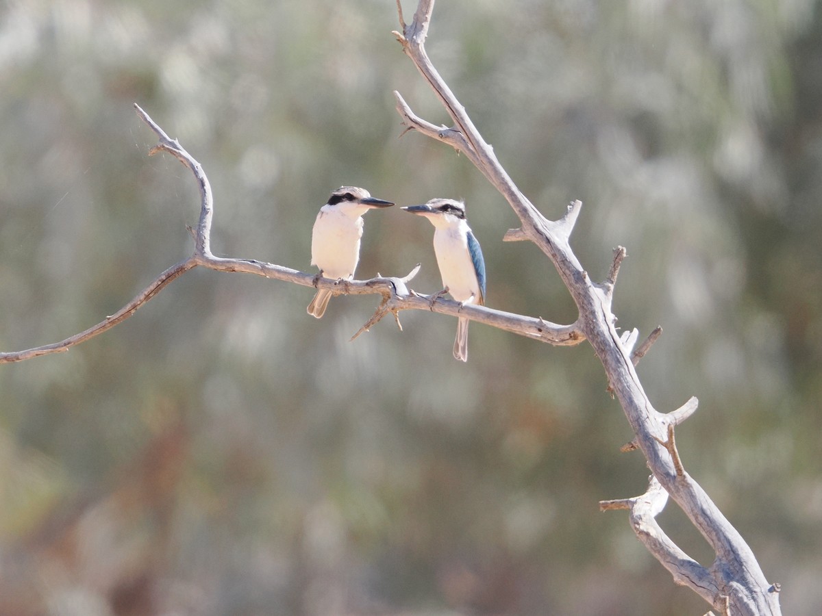 Red-backed Kingfisher - ML644008594