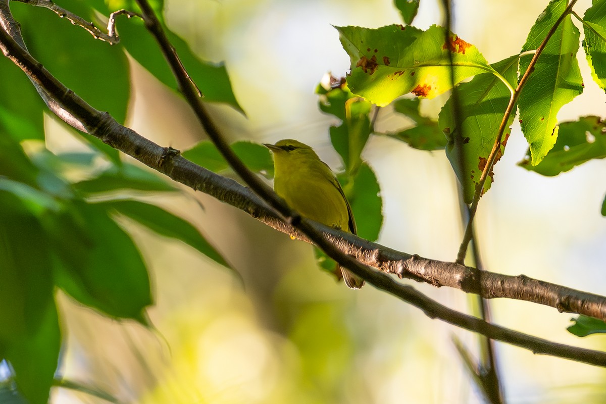 Blue-winged Warbler - ML644008601