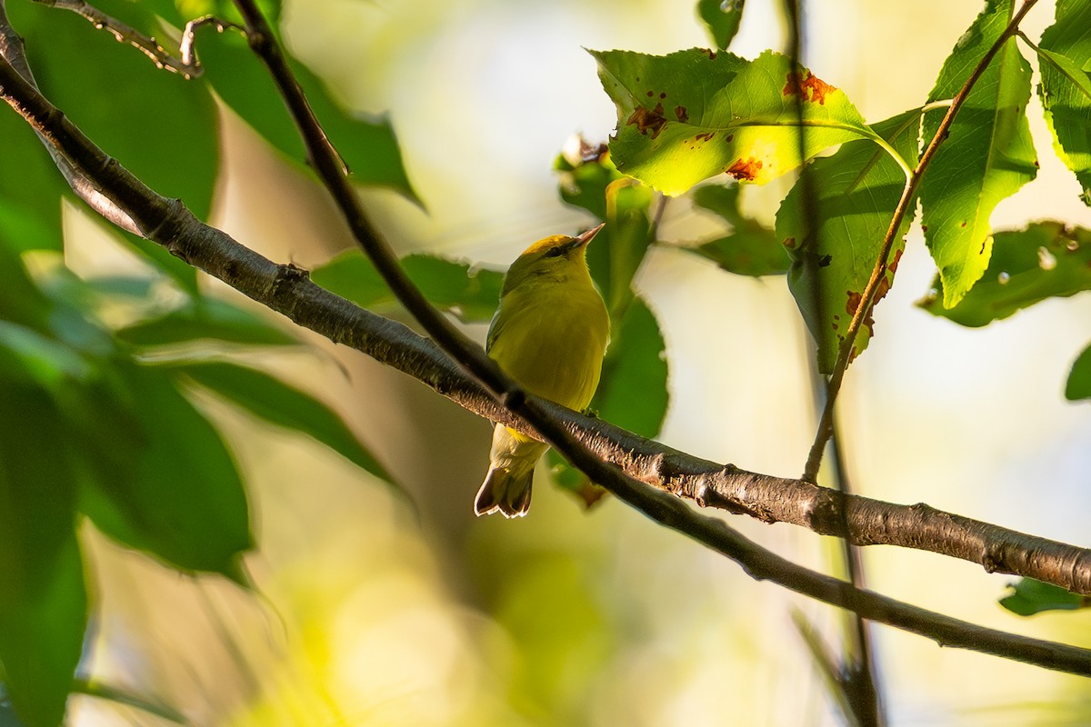Blue-winged Warbler - ML644008602
