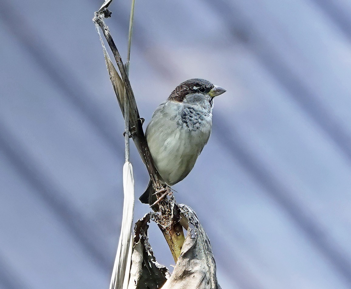 House Sparrow - ML644008605