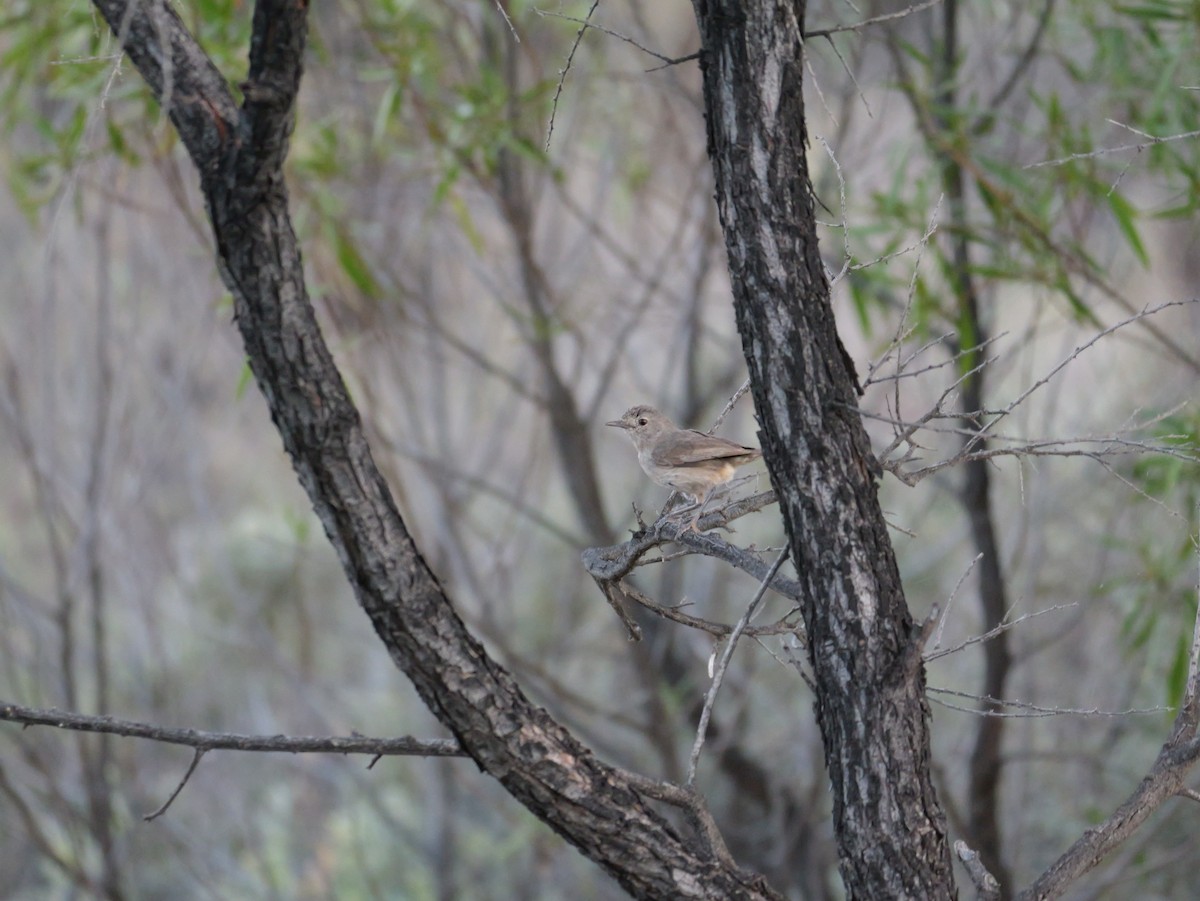 Redthroat - ML644008624