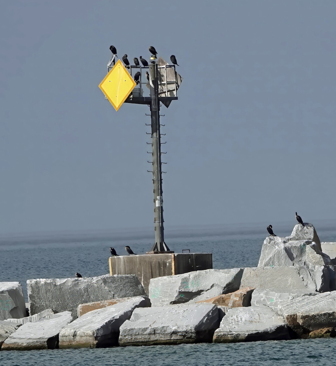 Double-crested Cormorant - ML644008637