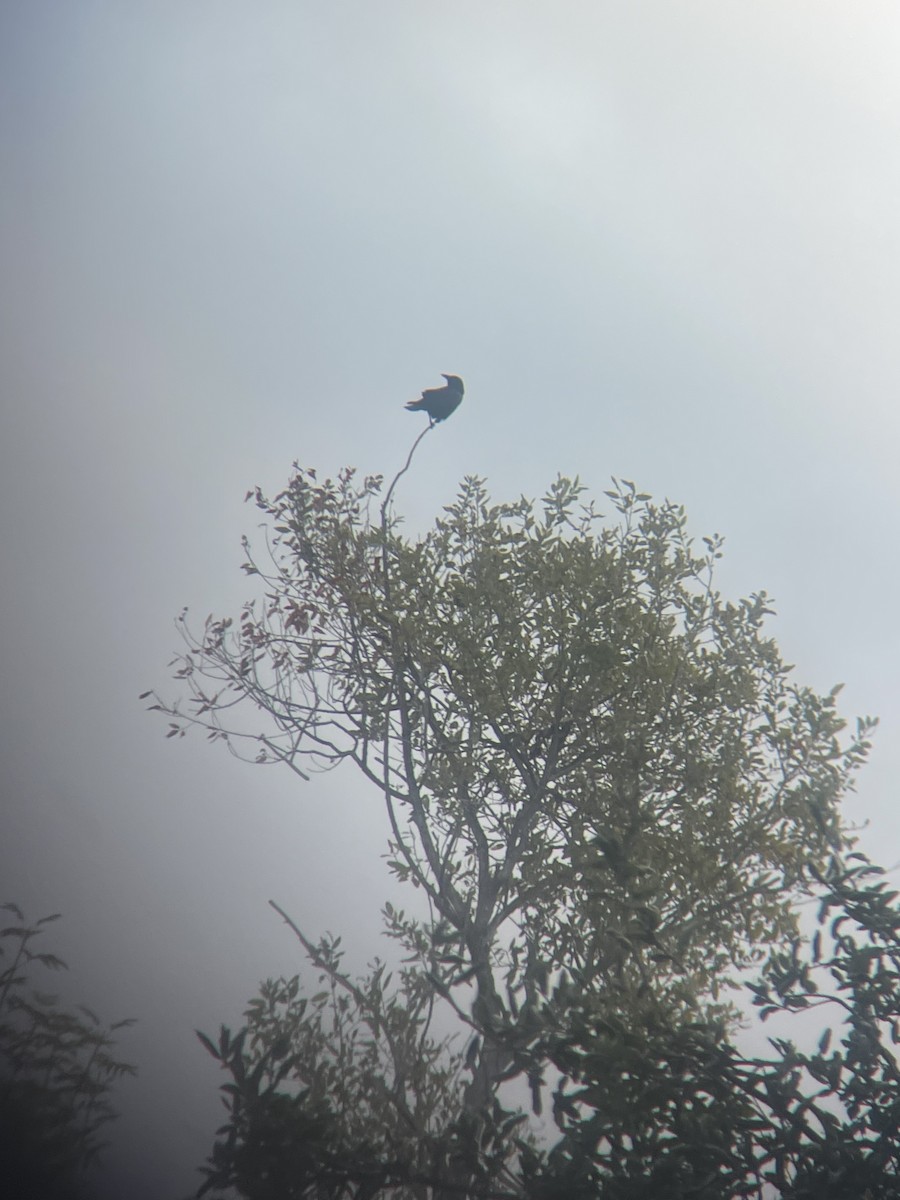 vrána americká - ML644008640