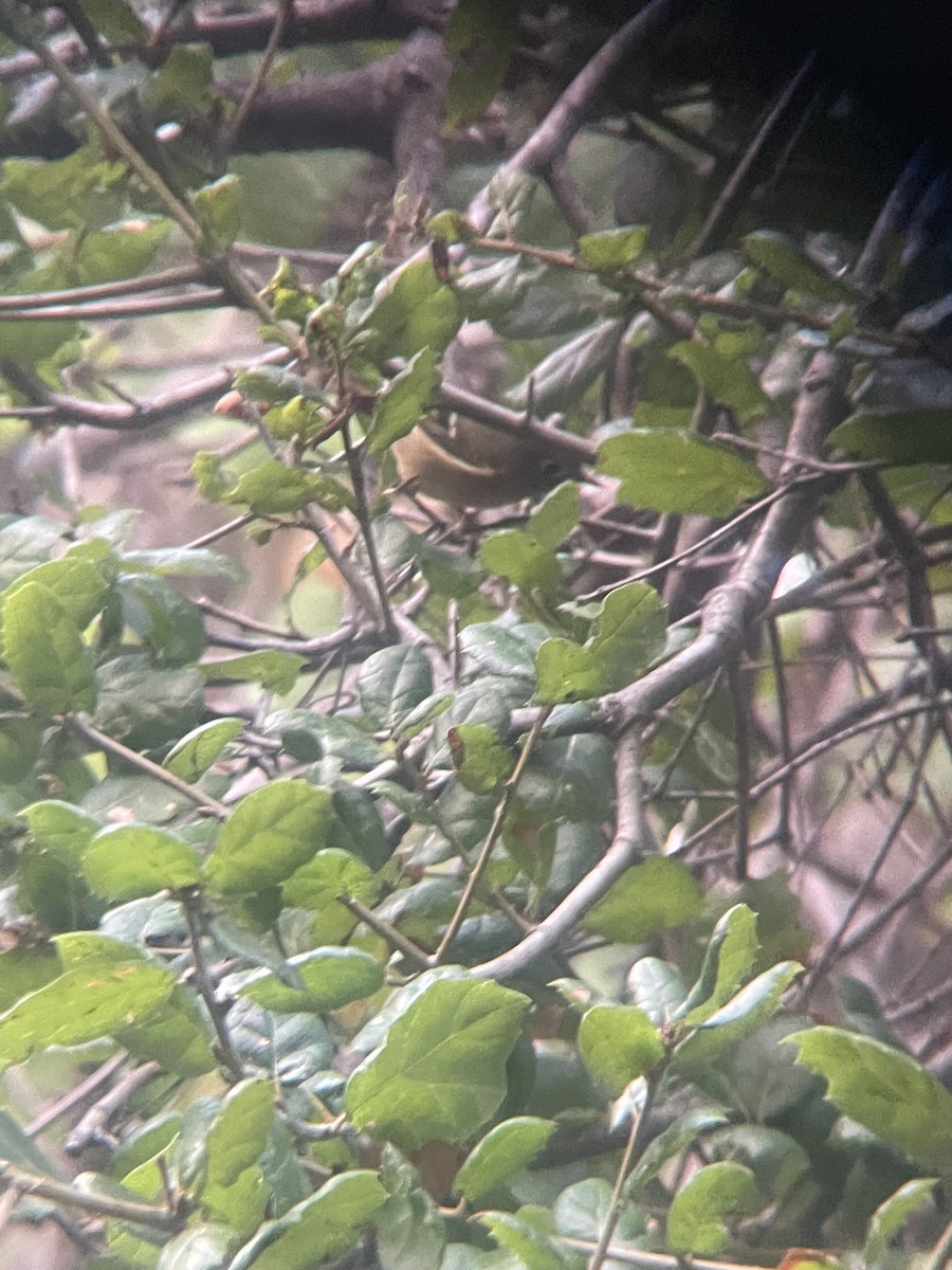 králíček americký - ML644008656