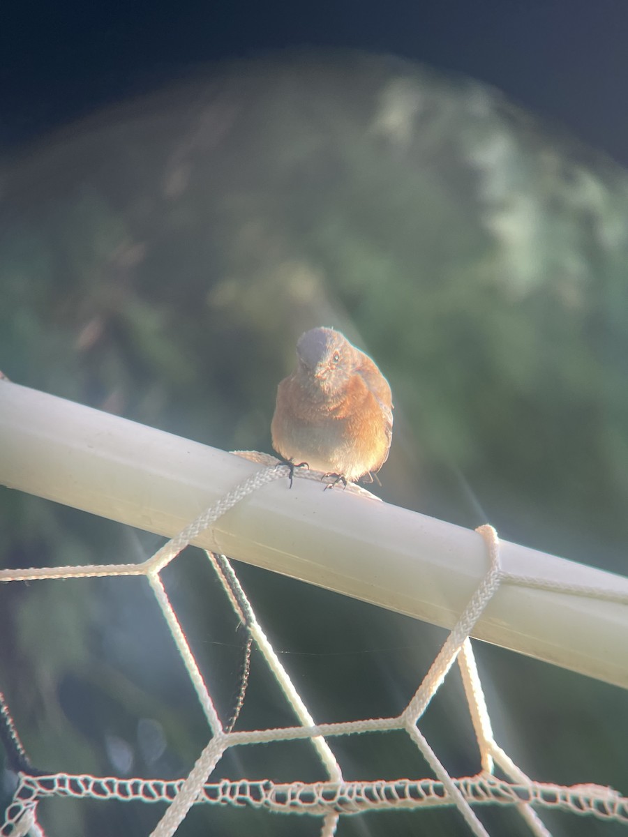 salašník západní - ML644008660