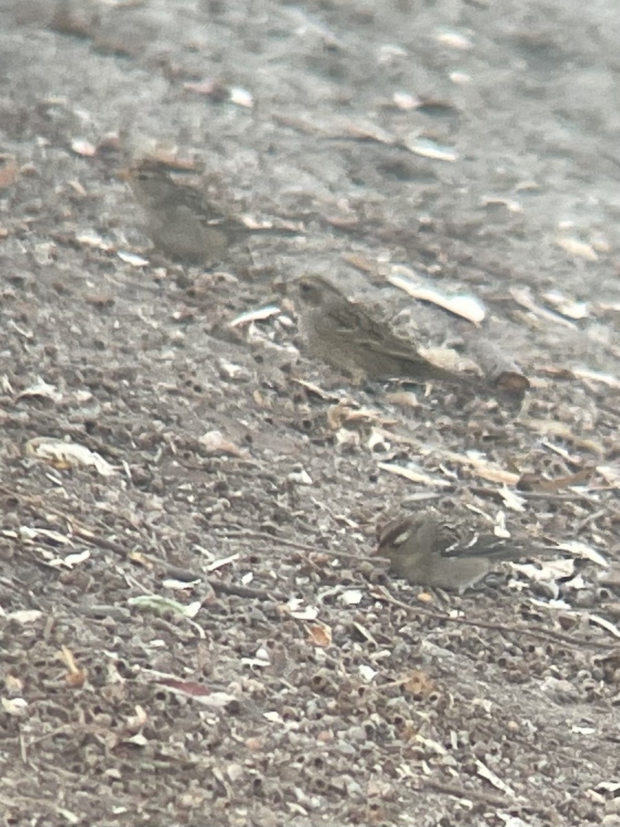 Golden-crowned Sparrow - ML644008662