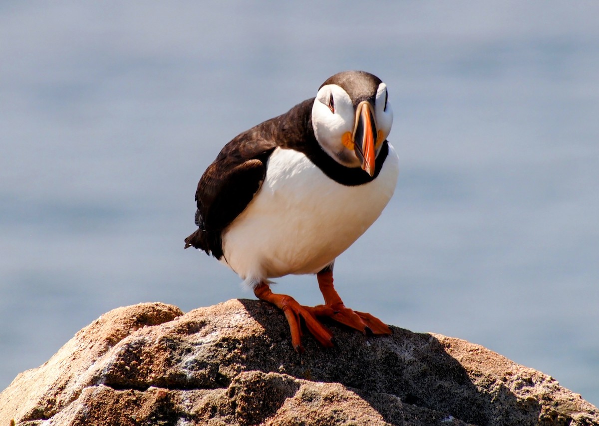 Atlantic Puffin - ML644008666