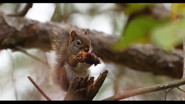 Amerika Kızıl Sincabı - ML644008671