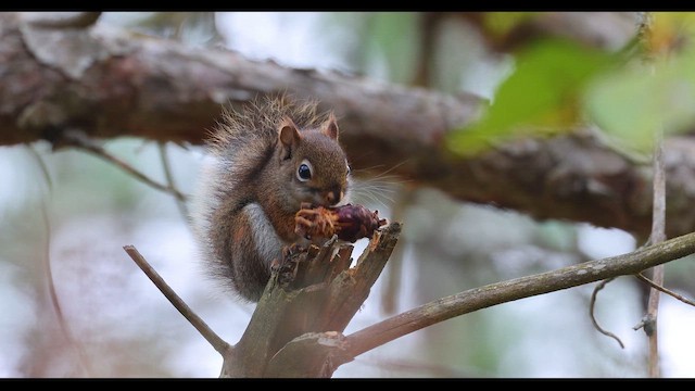 Amerika Kızıl Sincabı - ML644008697
