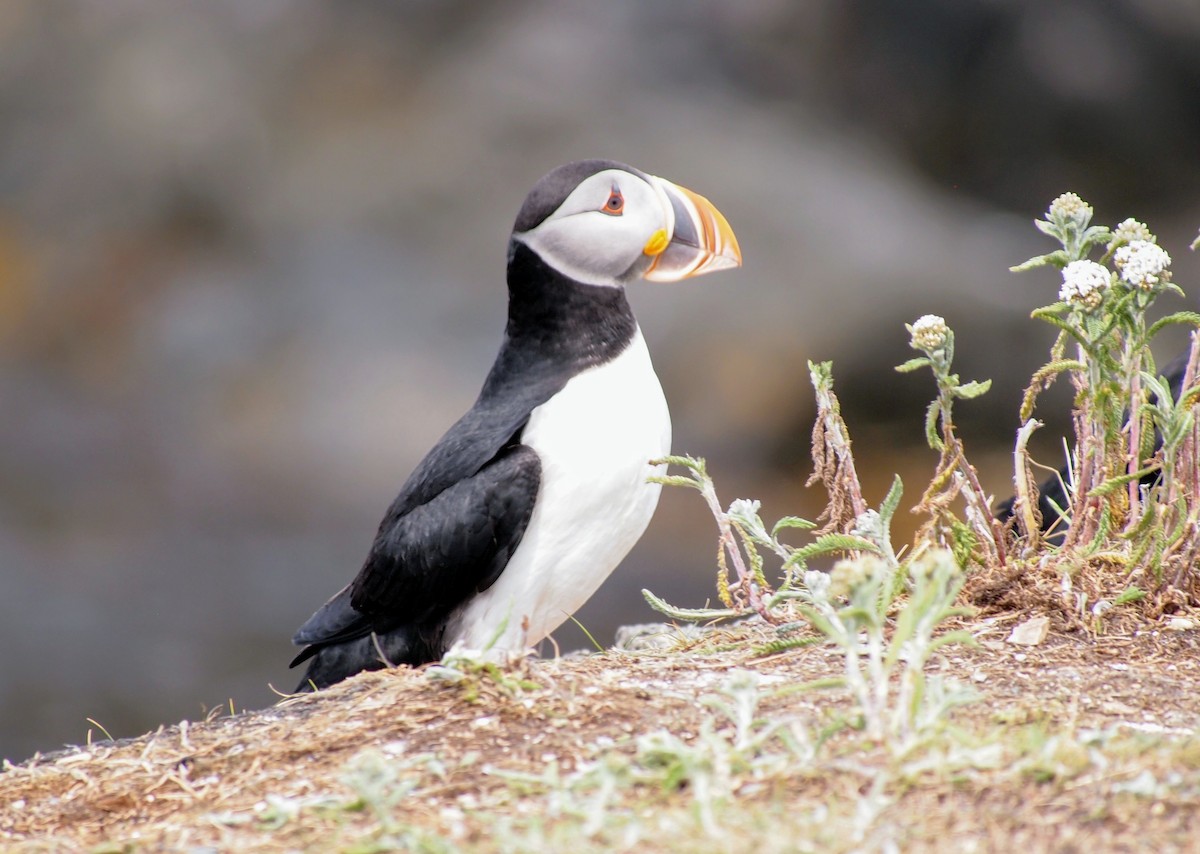 Atlantic Puffin - ML644008698