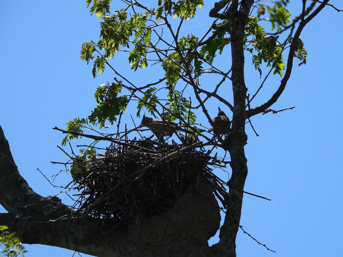 Annumbi alouette - ML644008713