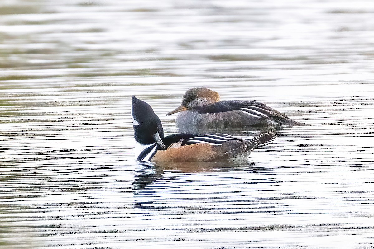 Hooded Merganser - ML644008716
