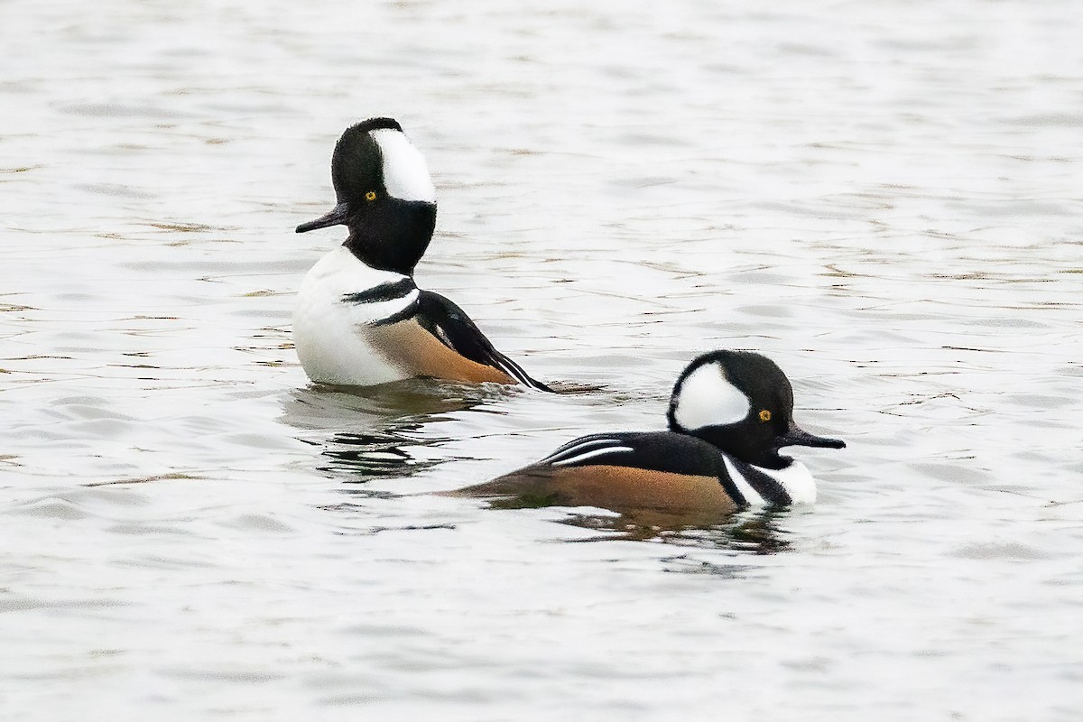 Hooded Merganser - ML644008717