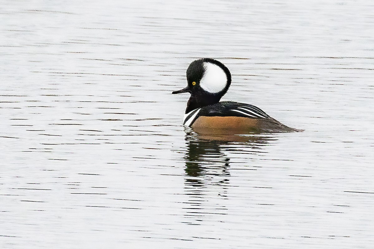 Hooded Merganser - ML644008718