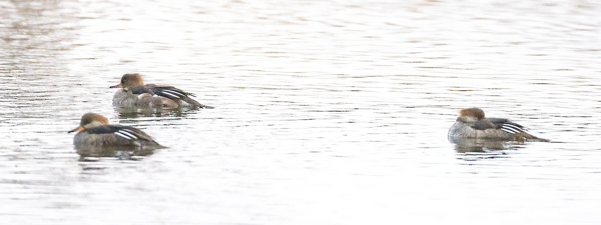 Hooded Merganser - ML644008719
