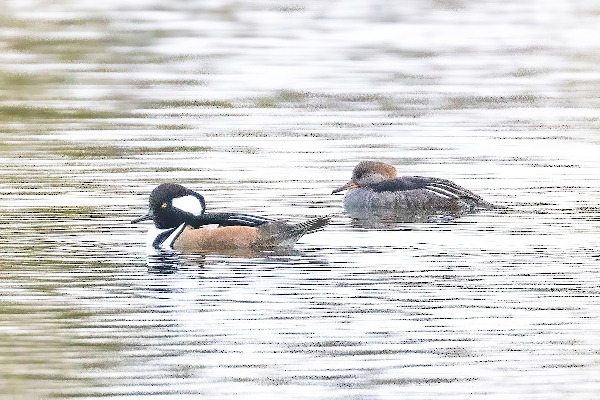 Hooded Merganser - ML644008720